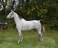 SUPERBE CHEVAL GRIS DE 8 ANS , 157CM, PLEIN PAPIER