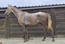 arabe de 5 ans par Sadepers