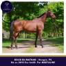 Joli cheval petit prix pour bonne maison