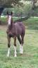 A vendre hongre 2 ans de dressage