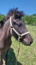 Melissa de Cras, PP islandaise 3 ans