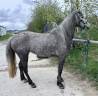 Ponette connemara