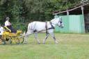 pouliche de 4 ans percheronne