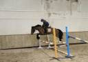 Poney de sport - 5 ans - 1m47
