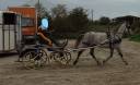 jument lipizzan 9 ans