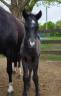 Poney CCE à réserver 
