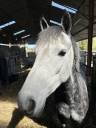 Poney de sport 