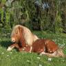 Poney 6ans 