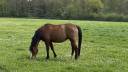Superbe ponette D