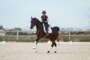 Magnifique - Jument - 9 ans - Dressage 