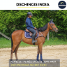 DSCHINGIS INDIA - PS - 3 ANS