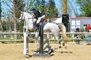 Poney D hongre de 6 ans