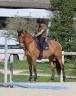 Magnifique Jument 9 ans 