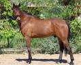 Jeune hongre, 6 ans