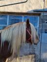 Vends comtois 8 ans 
