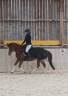 Ponette D sport