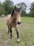 Jeune poney 10 mois - Mâle isabelle - Papiers Sport