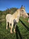 Pouliche irish cob pleins papier 