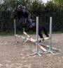 Maestoso Galanta , magnifique poney hongre pleins papiers de 8 ans