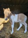 Pouliche shetland 