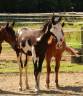 Poulain/Etalon Paint-Horse Black/White Frame Ovéro 2ans