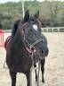 Welsh 6 ans