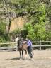 Poney 2 ans pfs ( welsh)