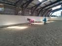 Indy poney B