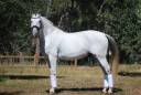 HONGRE LUSITANIEN DRESSAGE