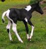 Magnifique pouliche pie noir tobiano 