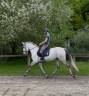 Magnifique hongre PRE PP 8 ans 
