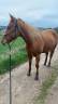 Paint horse 11 ans 