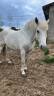 Cheval demi trait 
