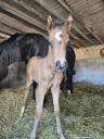 Poulain PFS Isabelle