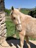Pouliche Palomino type Ibérique 
