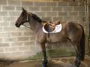 Ancien cheval de complet à vendre pour de la balade 