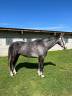 Cheval de sport - CISKO DE BOURBON Z 