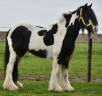 Ponette Welsh 11 ans 