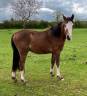 Poulain male PFS 2023 par Greatstar embets tilia 