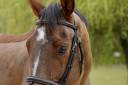 super HONGRE 5 ans CSO/CCE/Cheval de famille 