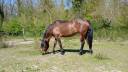 ✨ À vendre magnifique Ponette de famille ✨