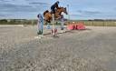 Poney hongre de 7ans - parfait pour jeune enfant 