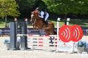 Poney hongre de 7ans - parfait jeune enfant moyens GP