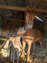 Foal mâle 