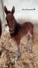 Poulain, 10 mois 