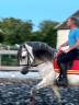 Pure Race Espagnole 10 ans entier polyvent