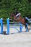Cheval CSO / Vente