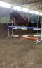 Jolie jument onc croisée Quater Horse 5 ans