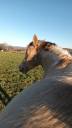 Poney ONC