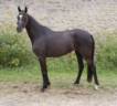 Poney de sport 